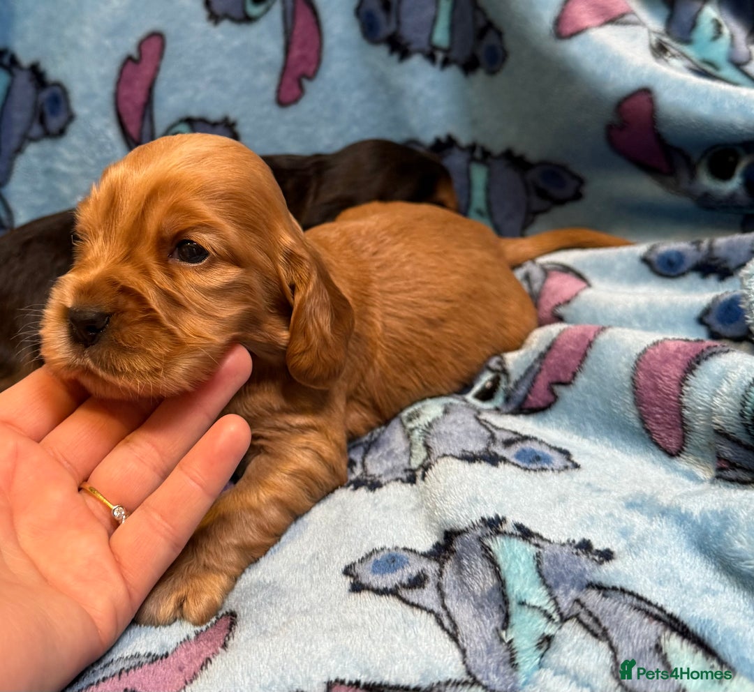 Cocker Spaniel dogs for sale: Show cocker spaniel pups - Image 13