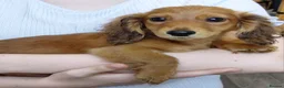 Miniature Dachshund dogs for sale: ✨️Beautiful Longhaired Minis✨️Lovely Temperments✨️ - Advert 18