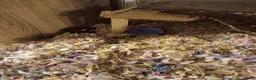 Hamster rodents for sale: Beautiful Syrian hamster babies - Advert 9
