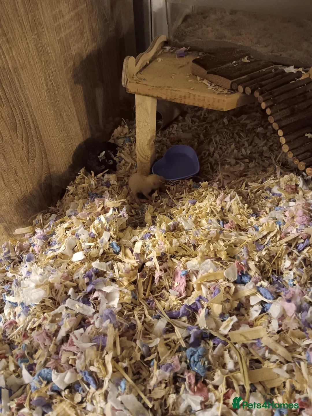 Hamster rodents for sale: Beautiful Syrian hamster babies - Advert 9