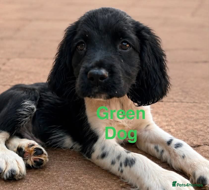 English Springer Spaniel dogs READY NOW 1 x  KC ESS dog pup - Advert 16