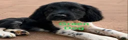 English Springer Spaniel dogs for sale: READY from 17th July KC ESS heavily coloured pups  - Advert 10