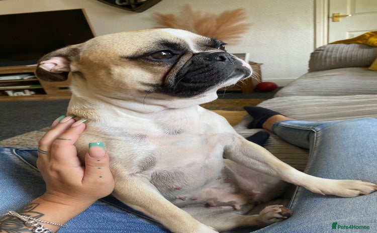 Frug dogs - Advert 11