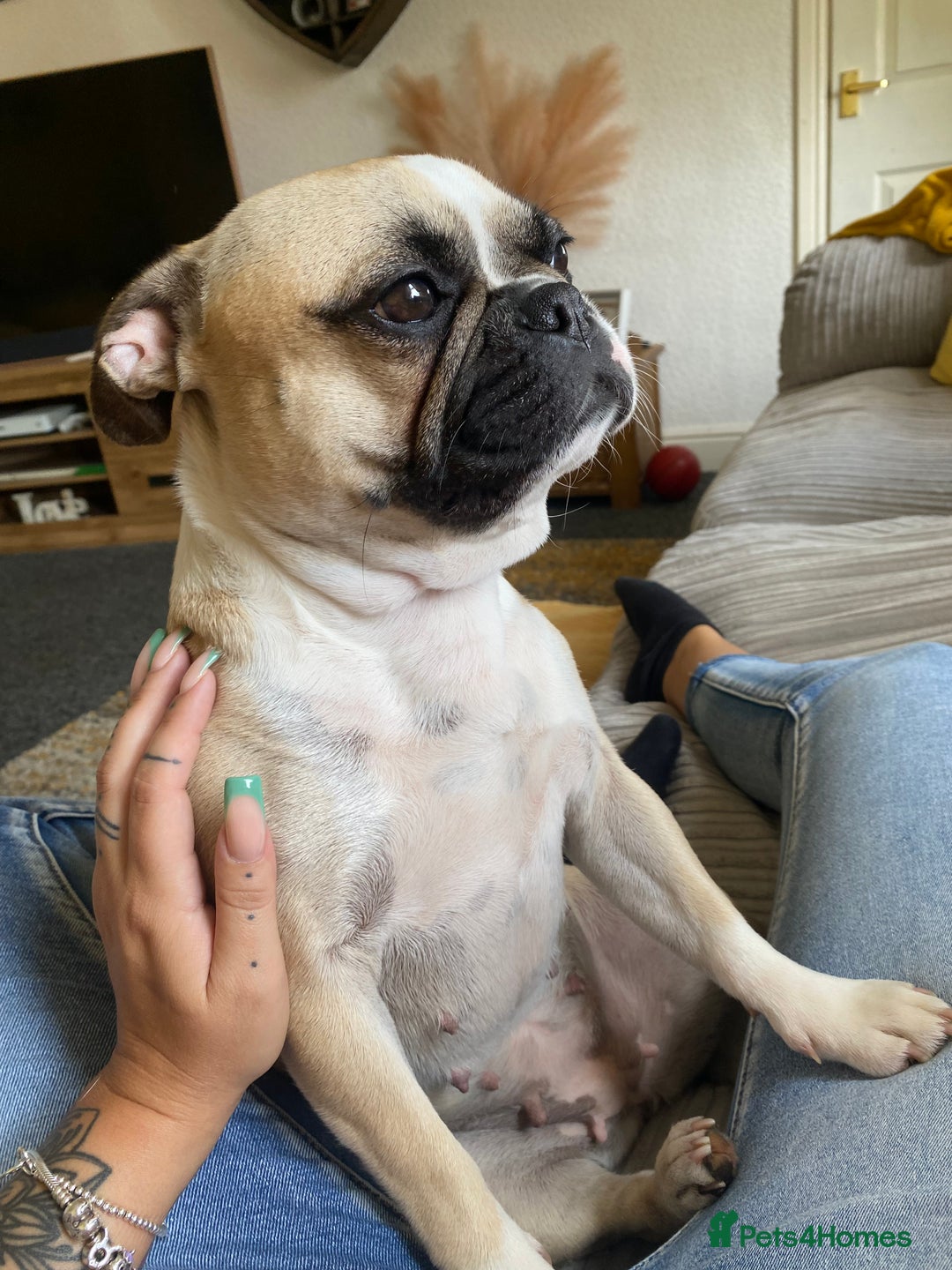 Frug dogs for sale: very loving female frug  - Image 1