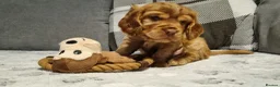 Cocker Spaniel dogs for sale: 🐾 Show Type Cocker Spaniel Boys – 2 Available - Advert 24