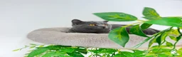 British Shorthair cats for sale: British short hair boy- GCCF registered - Advert 9