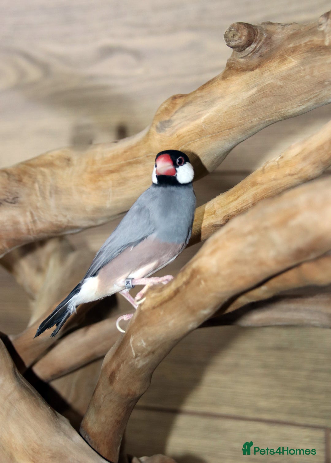 Parrots birds for sale: Talking Parrot and bird Available - Advert 25