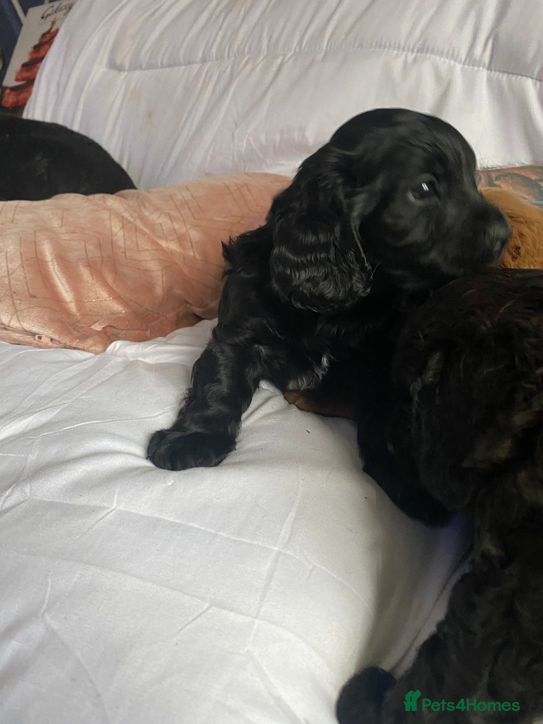 Cavapoo dogs for sale: Stunning cavapoo pups  - Advert 18