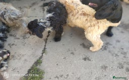 Cockapoo dogs for sale: 2 beautiful cockapoo desperate for forever homes  - Image 35