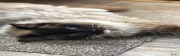 Ragdoll cats for sale: Four Beautiful Ragdoll kittens  - Advert 3