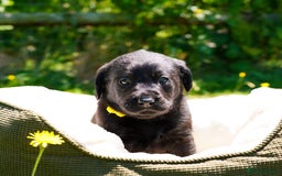 Labrador Retriever dogs for sale: Black Pure bred kg reg Labrador for sale  - Image 18