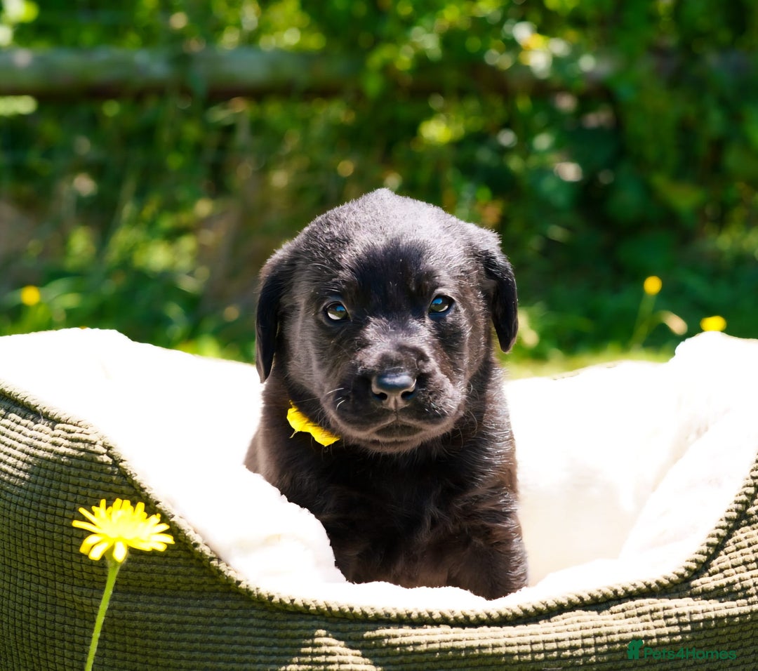 Labrador Retriever dogs for sale: Black Pure bred kg reg Labrador for sale  - Image 18
