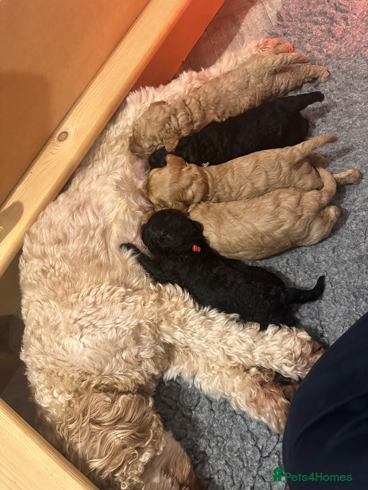 Cavapoo dogs for sale: Gorgeous F1BB Cavapoo Puppies For Sale - Advert 7