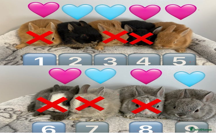 Netherland Dwarf rabbits - Advert 3