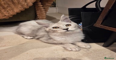 Maine Coon cats - Advert 13