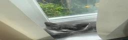 Mixed Breed cats for sale: Beautiful kitten’s ready to leave mum in High Wycombe - Advert 10