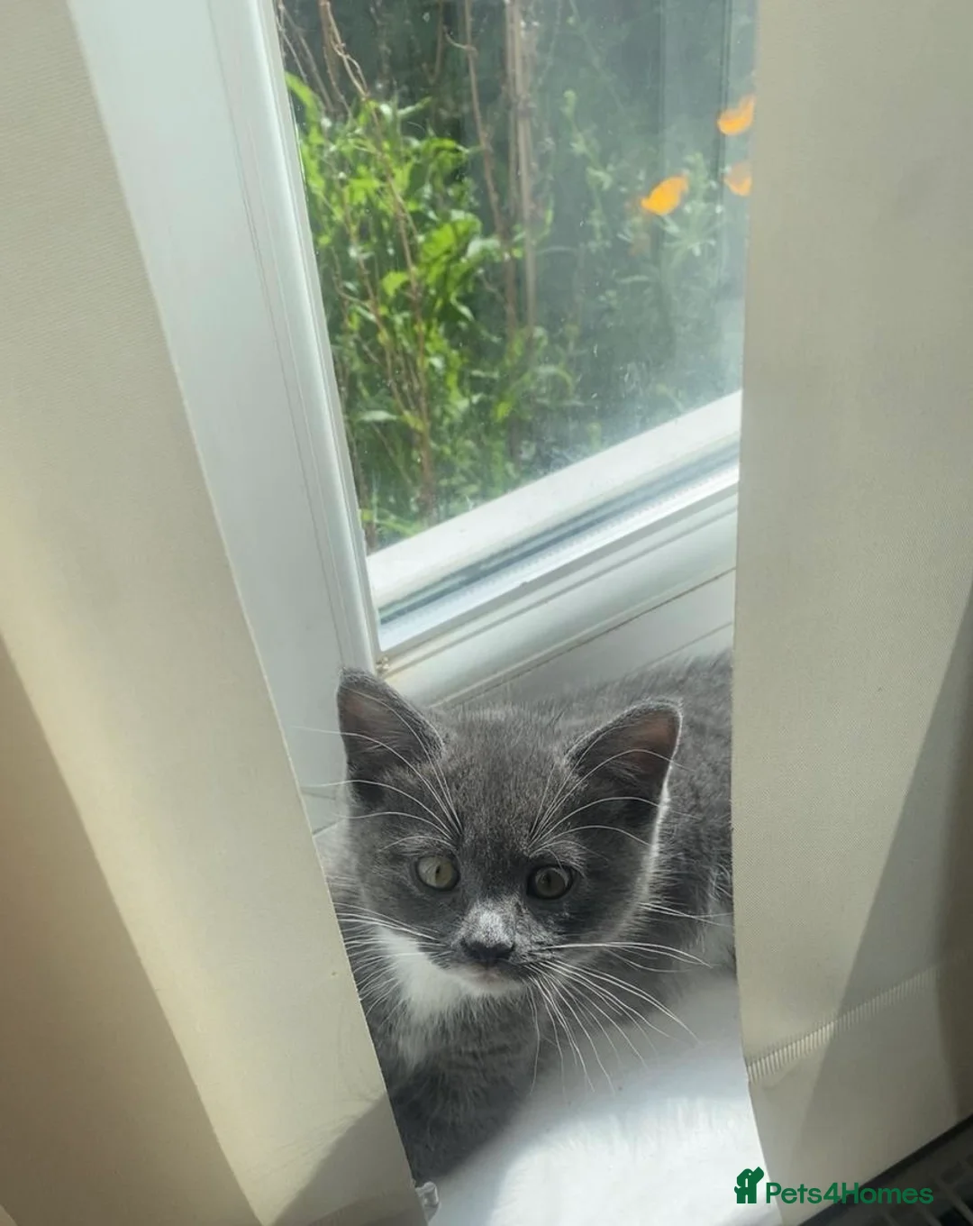 Mixed Breed cats for sale: Beautiful kitten’s ready to leave mum in High Wycombe - Advert 10