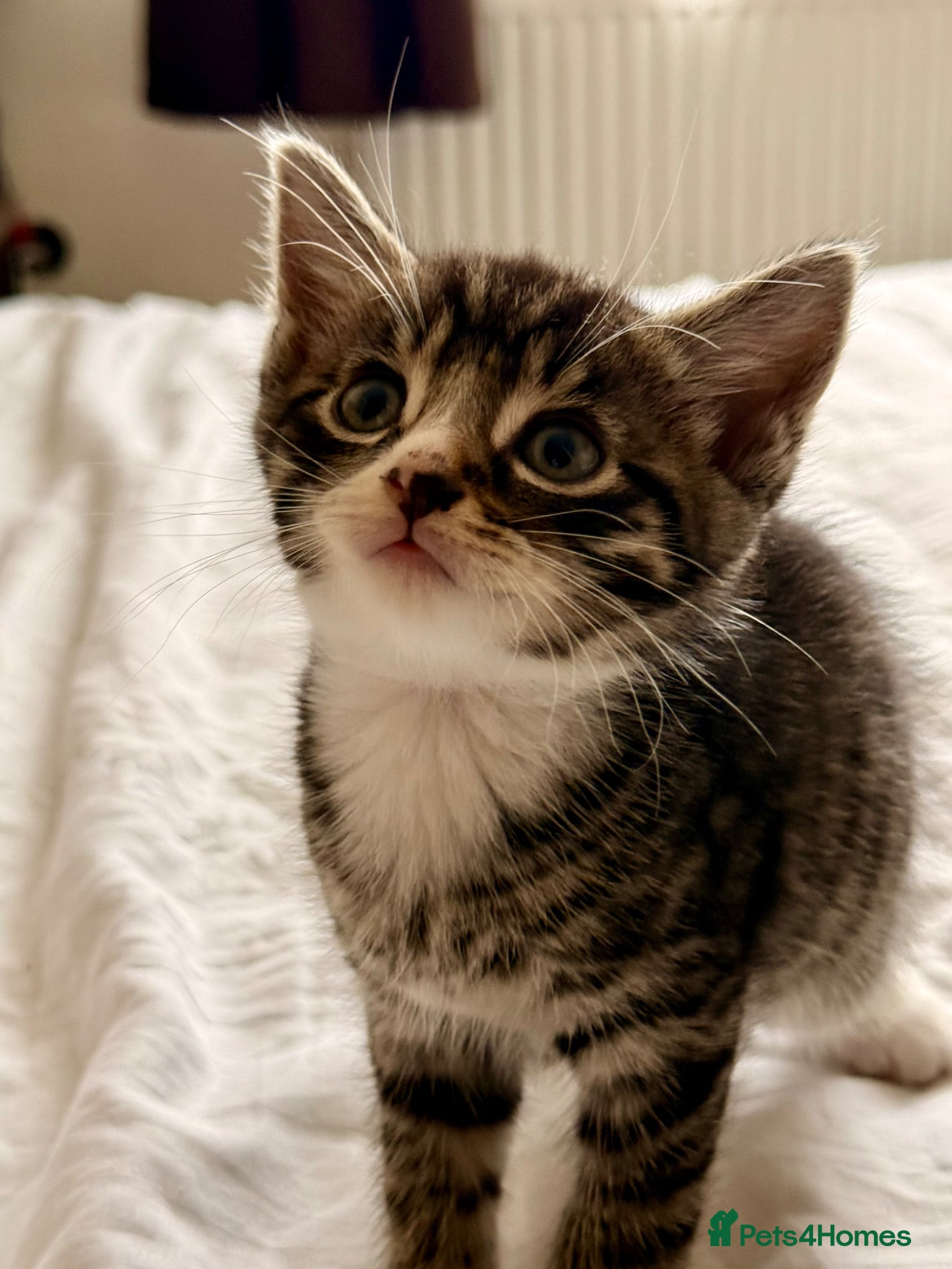 Mixed Breed cats Loving Kittens Looking for Their Forever Homes - Advert 2