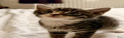Mixed Breed cats for sale: Loving Kittens Looking for Their Forever Homes - Advert 7