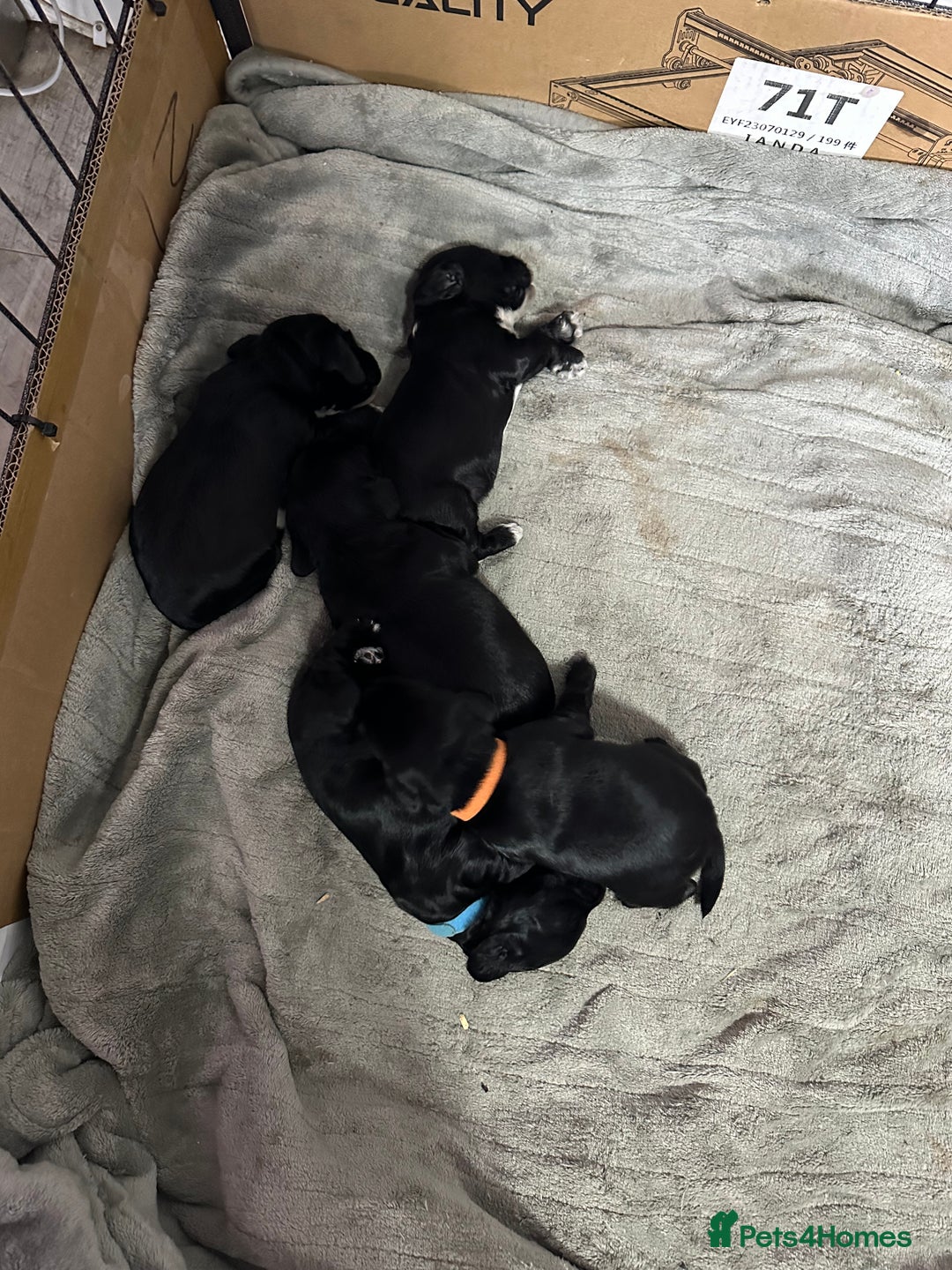 Cockapoo dogs for sale: Stunning F1B Show Cockapoo LAST TO RESERVE - Image 13