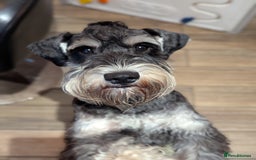 Miniature Schnauzer dogs for stud: Fully health tested, KC reg stud in Liverpool - Image 1