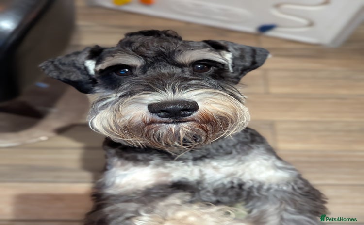 Miniature Schnauzer dogs in Liverpool - Advert 1