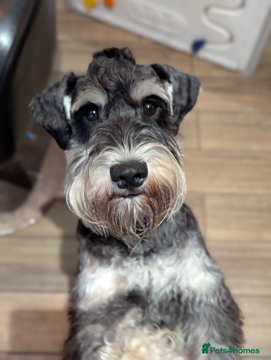 Miniature Schnauzer dogs for stud: Fully health tested, KC reg stud in Liverpool - Image 1