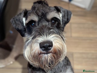 Miniature Schnauzer dogs in Liverpool - Advert 5