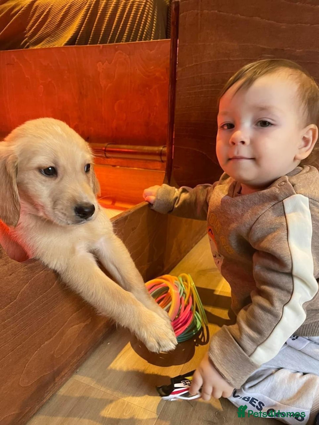 Golden Retriever dogs for sale: KC/FCI Well-Bred, Health CERTIFICATED,DAD CHAMPION - Image 19