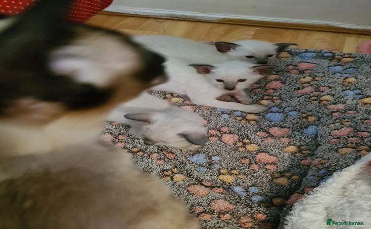 Siamese cats - Advert 1
