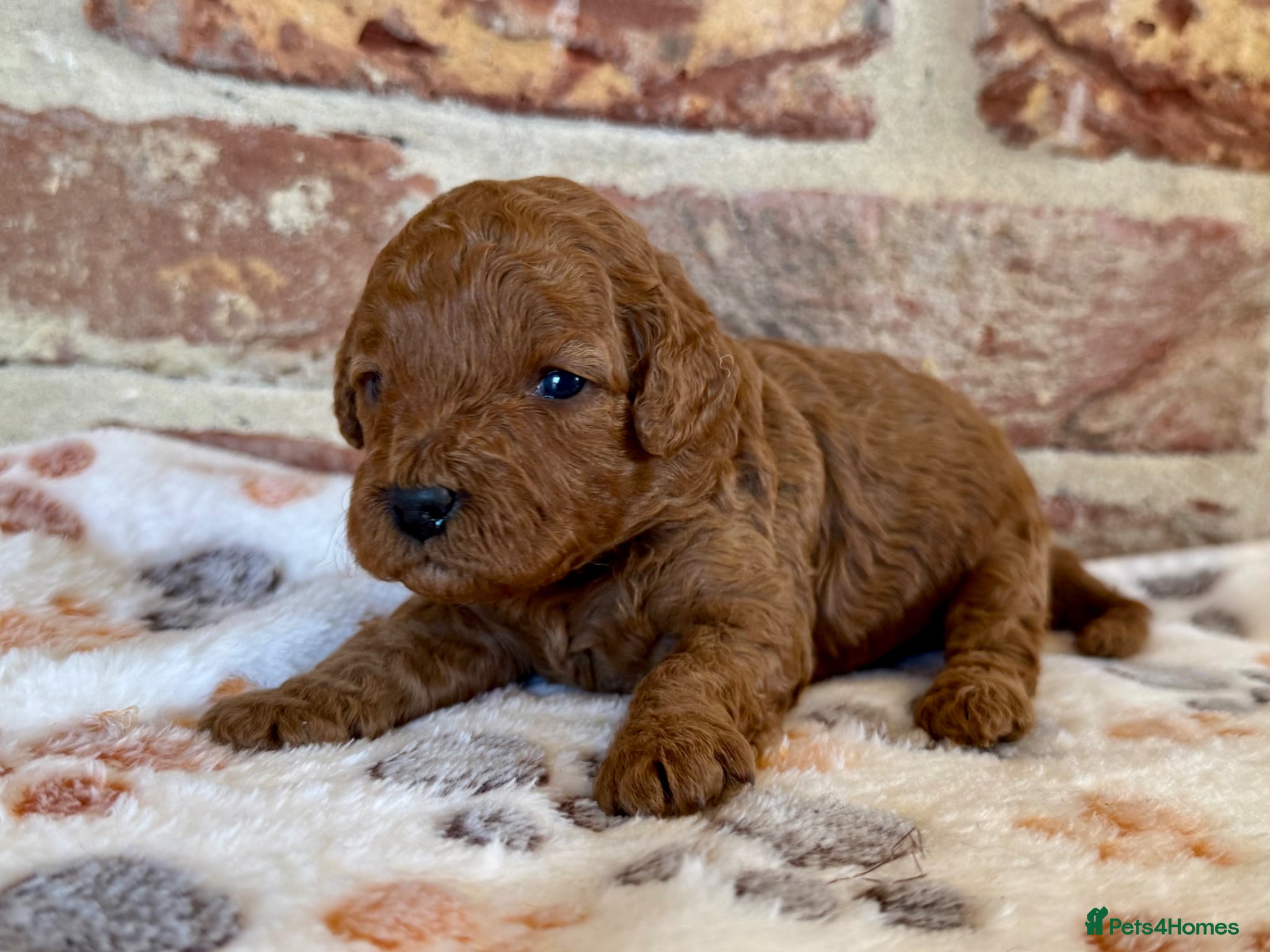 Cavapoo dogs F1b Cavapoo female 💗 - Advert 2