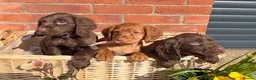 Cocker Spaniel dogs for sale: KC registered Cocker Spaniel Puppies - Advert 4