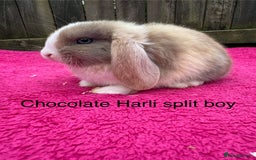 Mini Lop rabbits for sale: Friendly pure mini lops - Image 5