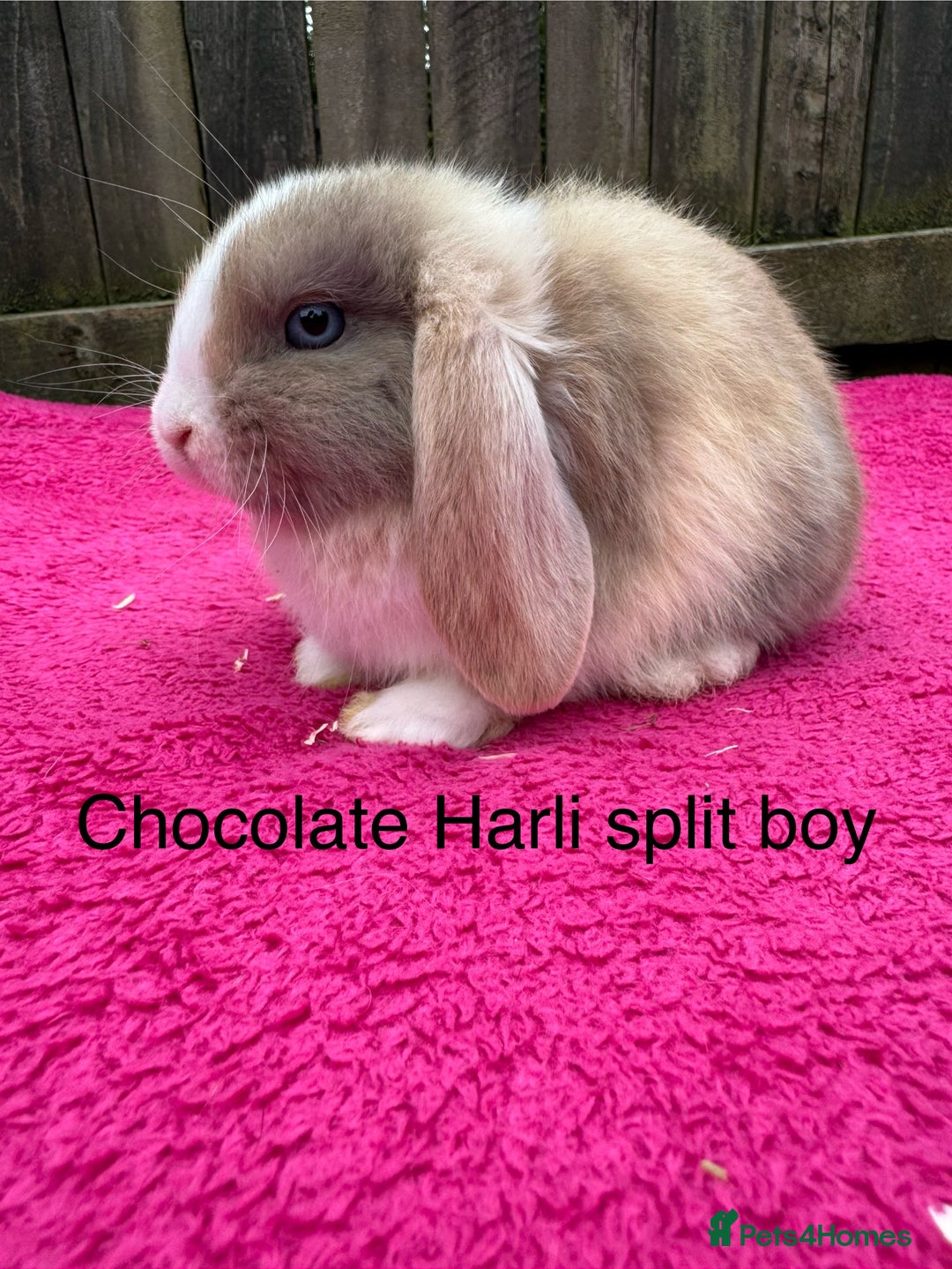 Mini Lop rabbits for sale: Friendly pure mini lops - Image 5