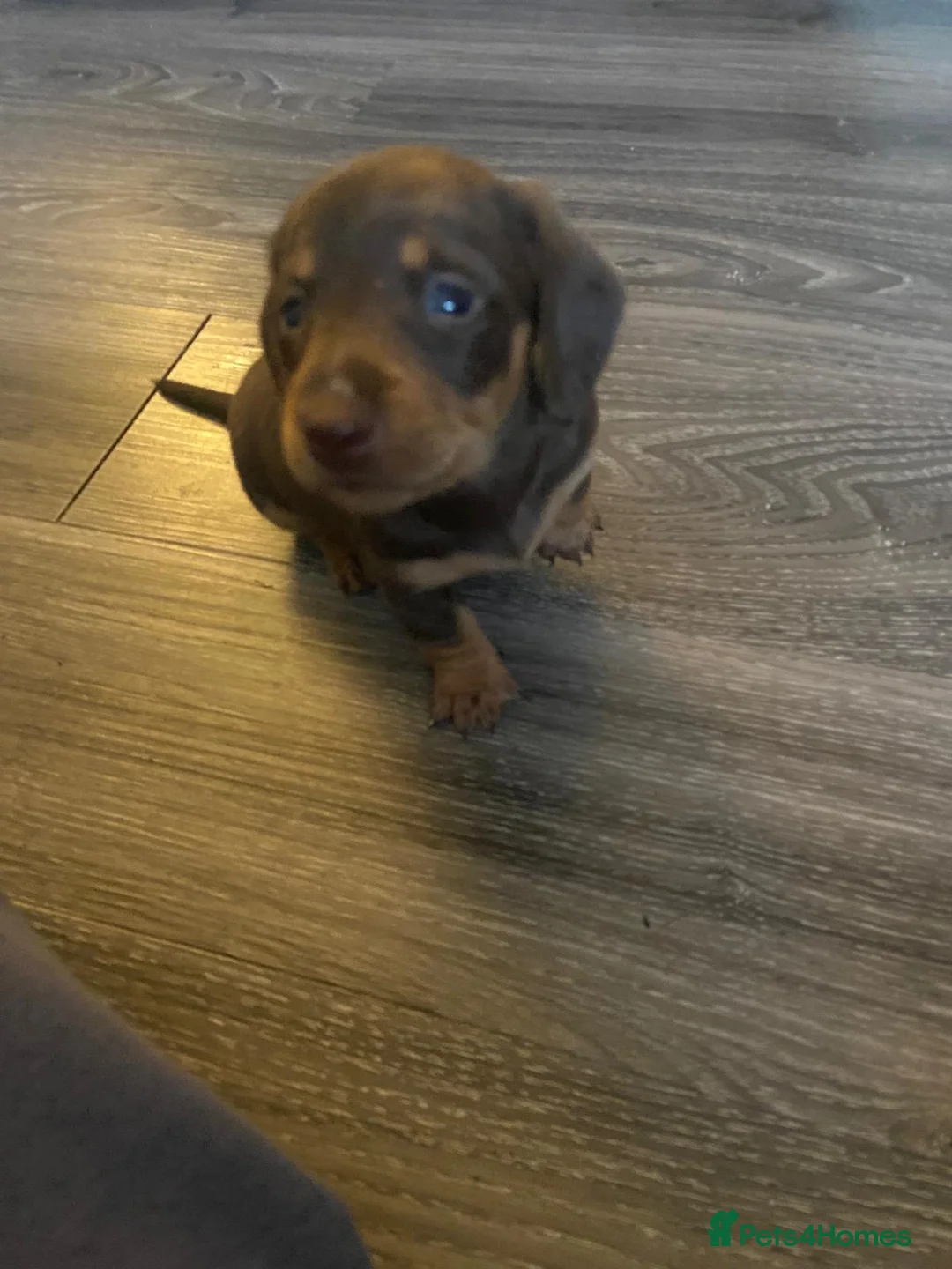 Dachshund dogs for sale: Long haired miniature  - Advert 11