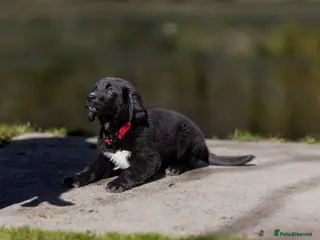 Bernese Mountain Dog dogs Pet Trained Bernese x Golden Retriever Male - Advert 4