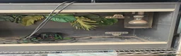 Bearded Dragon reptiles for sale: Orange Beardy & Vivarium 🧡Bearded Dragon/Vivarium - Advert 17