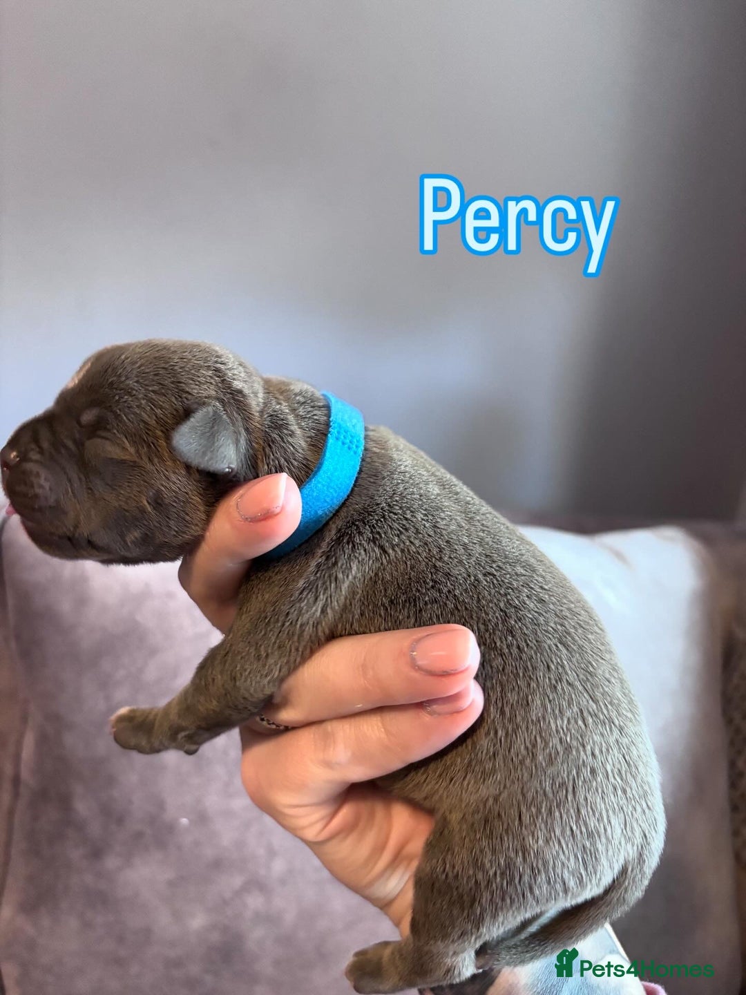 Staffordshire Bull Terrier dogs for sale: 4 Staffordshire Bull terrier Puppies  - Image 8