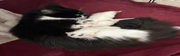 Mixed Breed cats for sale: 3 gorgeous Kittens for sale  - Advert 11