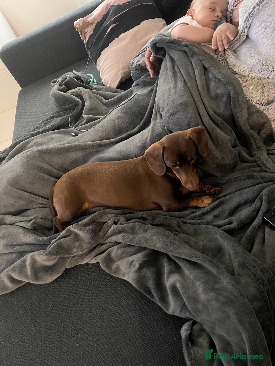 Dachshund dogs for sale: Loving Daxy for sale - Image 6