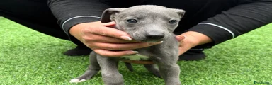 Puppy 1