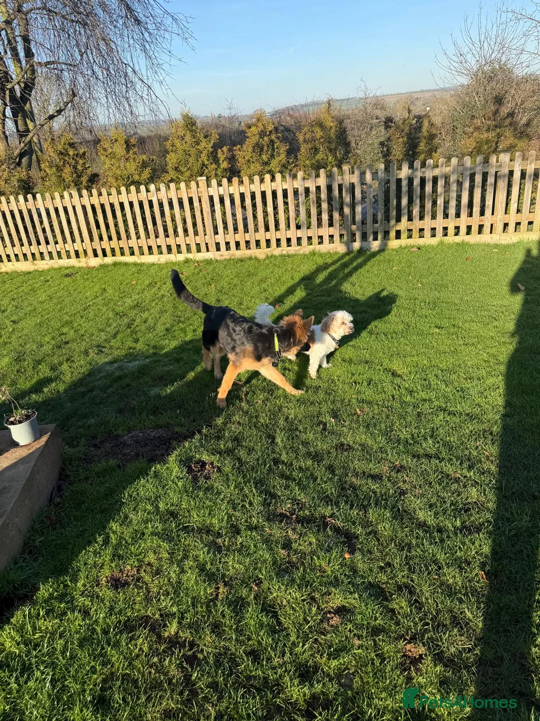 German Shepherd dogs for sale: German Shepard Puppy - Advert 7