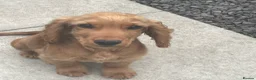 Cocker Spaniel dogs for sale: Cocker Spaniel Puppies - Advert 5