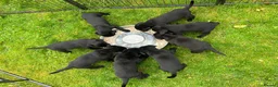 Labrador Retriever dogs for sale: KC Registered Black Labrador Puppies in Killin - Advert 3