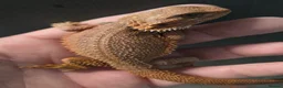 Bearded Dragon reptiles for sale: Red Monster blue bars and Hypos and Trans - Advert 3