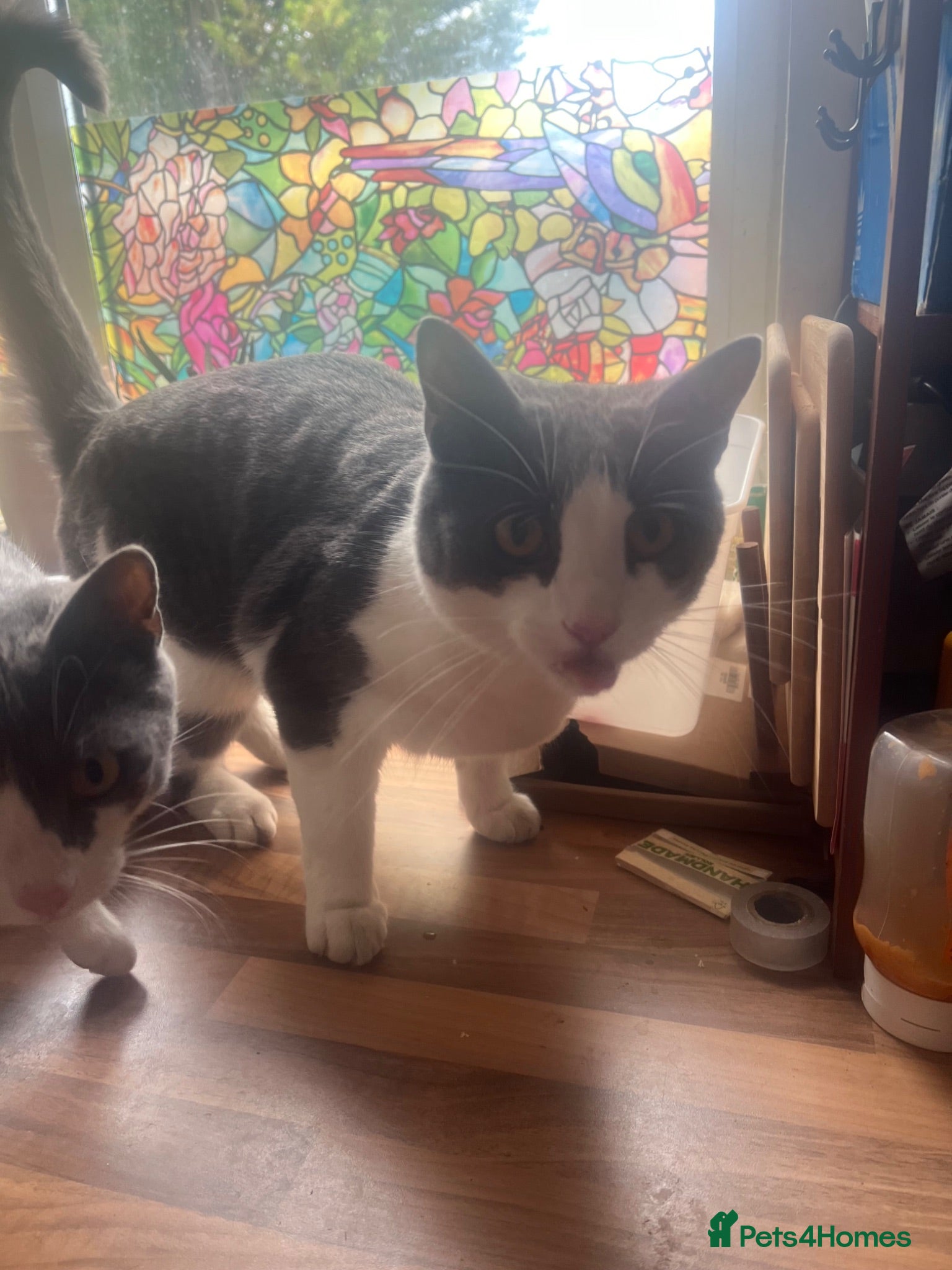 Domestic Shorthair cats Rescue Brothers 🤍🩶 - Advert 6