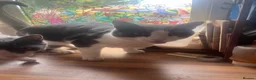 Domestic Shorthair cats for adoption: Rescue Brothers 🤍🩶 - Advert 1