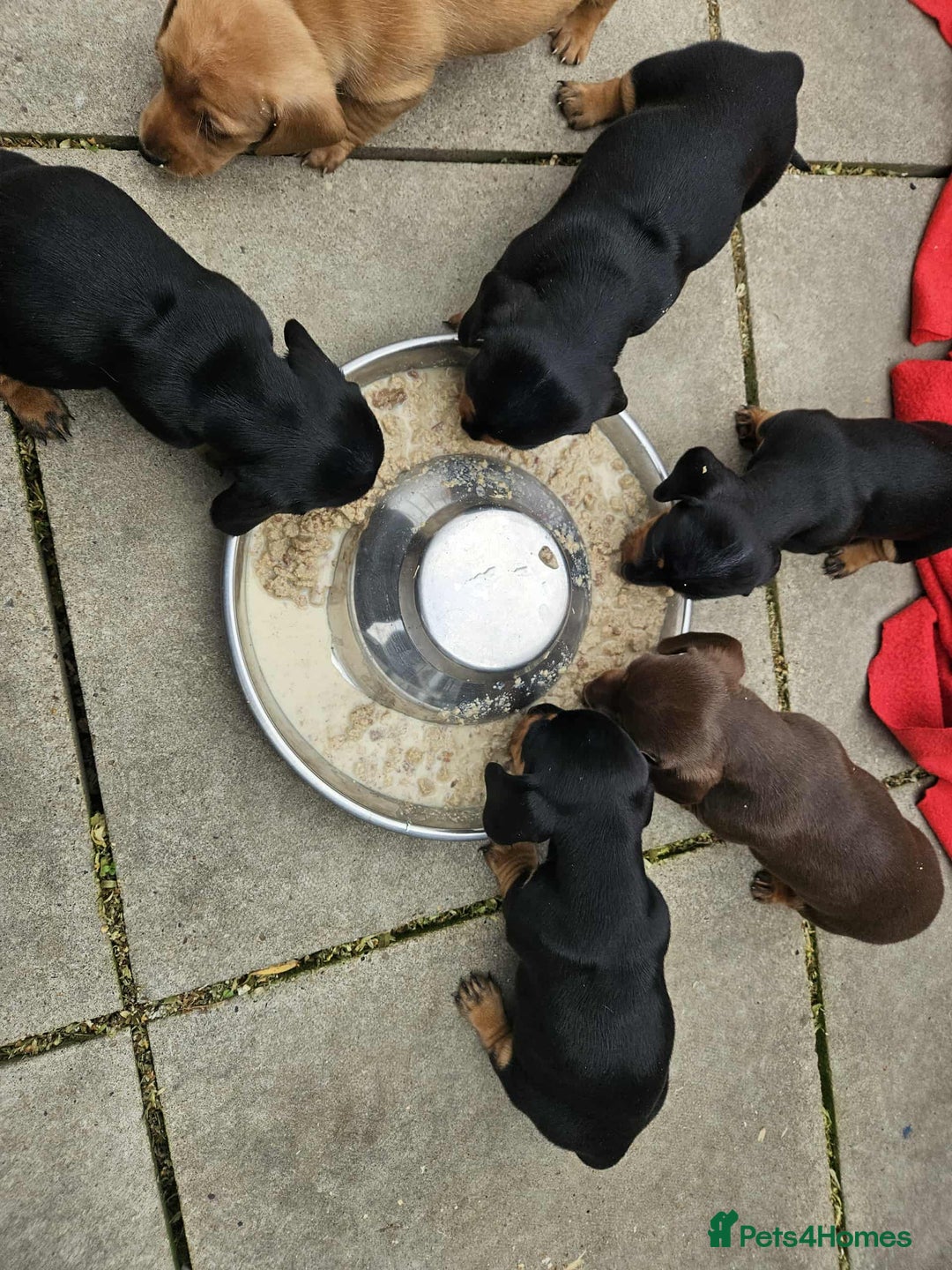 Miniature Dachshund dogs for sale: Miniature smooth haired dachshunds  - Image 13