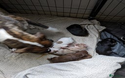 Mixed Breed dogs for sale: Frenchie cross - Image 3