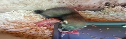 Ferret rodents for sale: Micro ferrets  - Advert 4